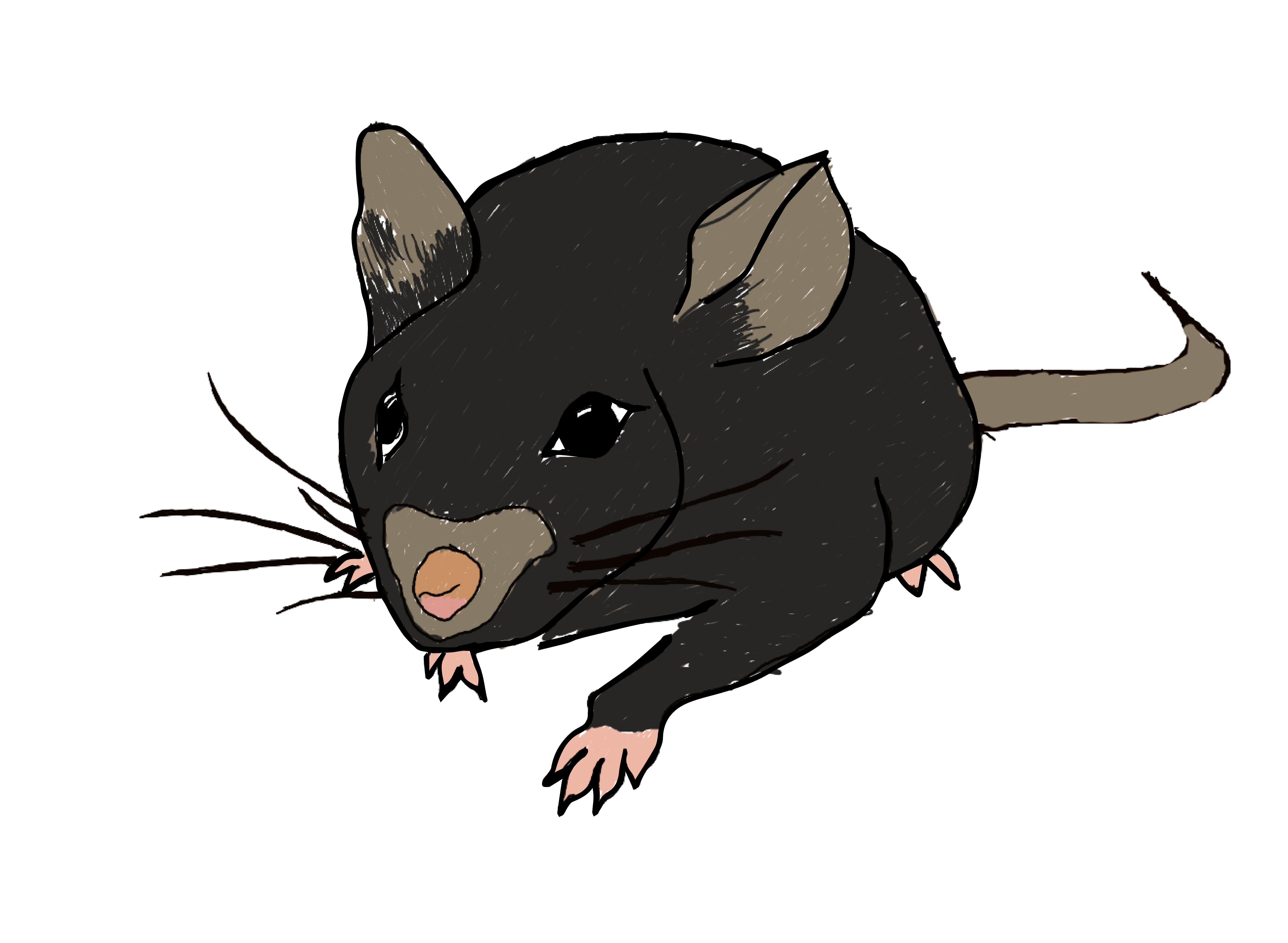mouse_drawing.png